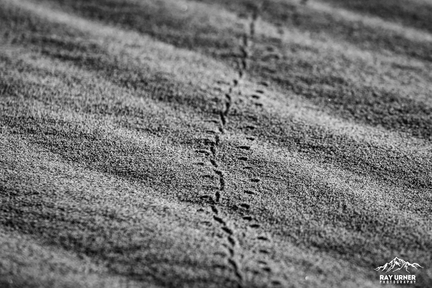 Death-Valley-Mesquite-Sand-Dunes-Sunrise-054.jpg
