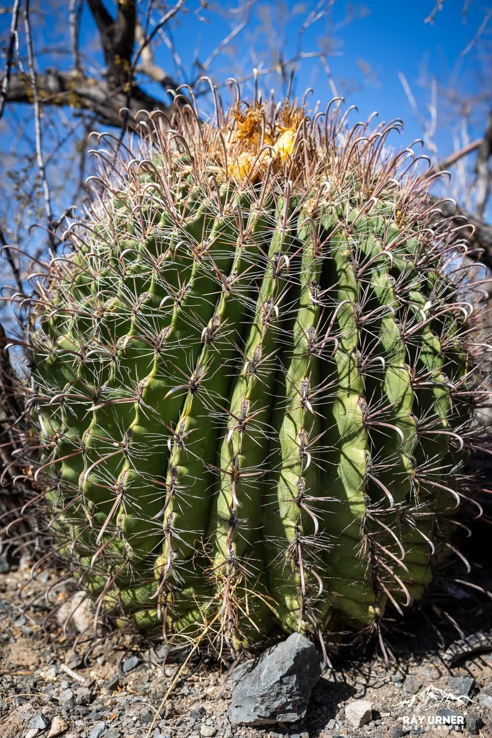Saguaro-Sonoran-Desert-Overlook-011.jpg