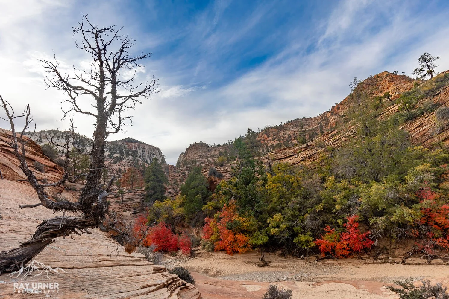 Gorgeous fall colors in Zion National Park in Utah