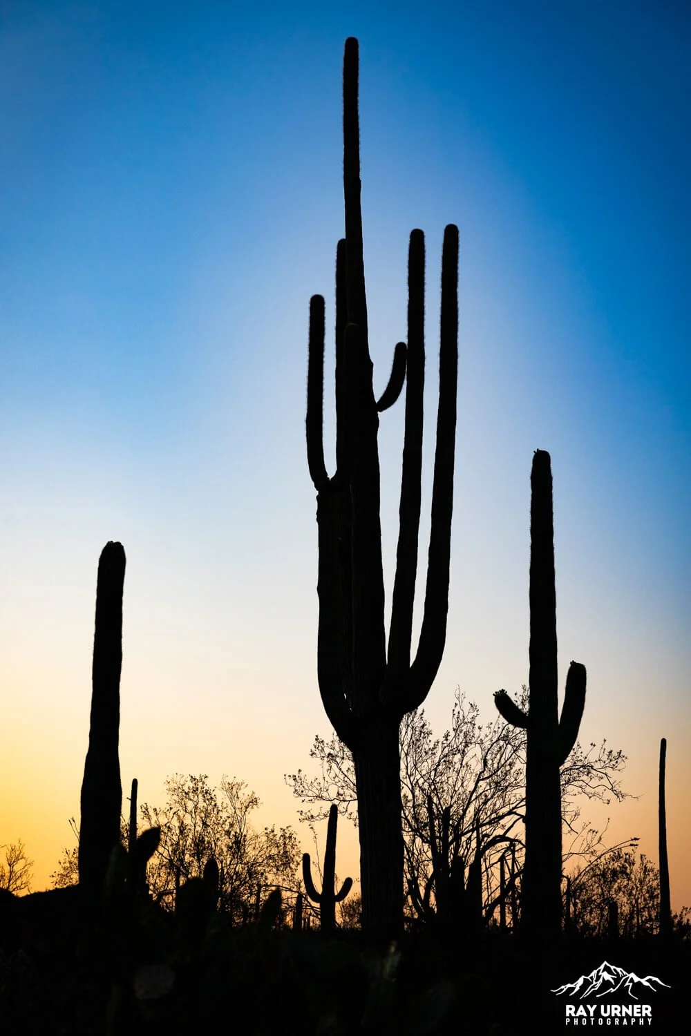 Saguaro-Desert-Discovery-Nature-Trail 013.jpg