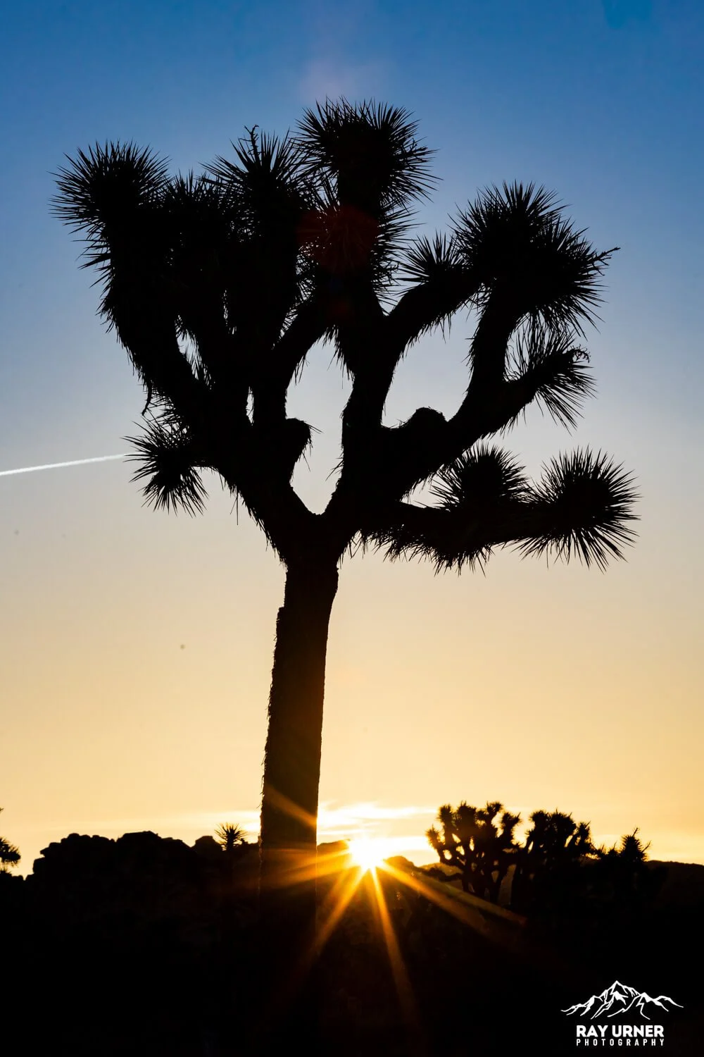 Joshua-Tree-Quail-Springs-022.jpg
