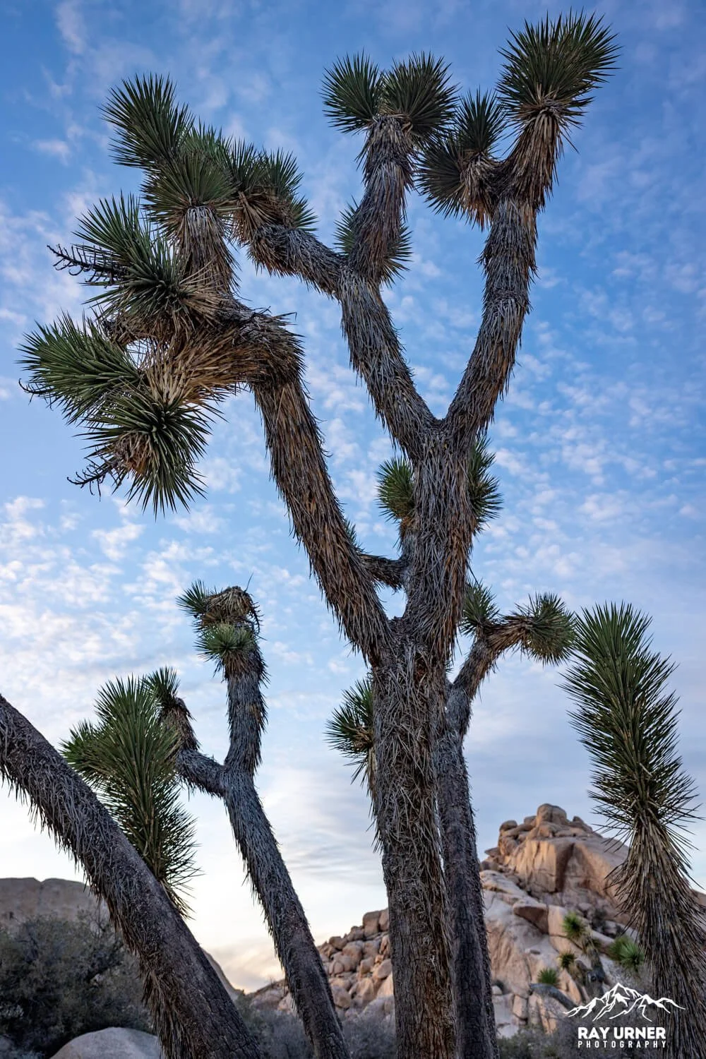 Joshua-Tree-Barker-Dam-005.jpg