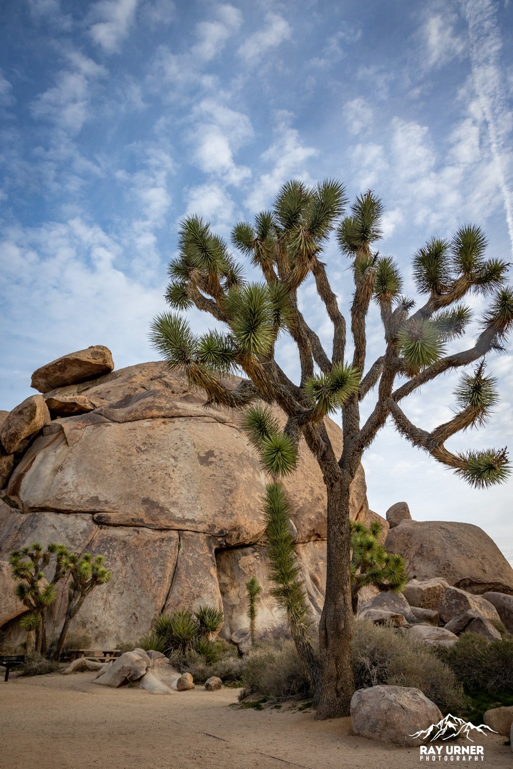 Joshua-Tree-Cap-Rock-001.jpg