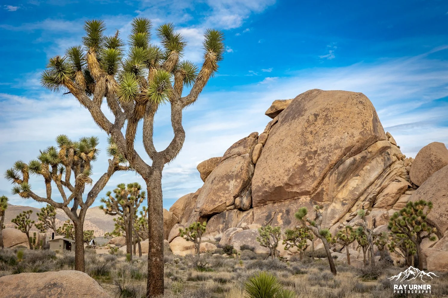 Joshua-Tree-Cap-Rock-013.jpg