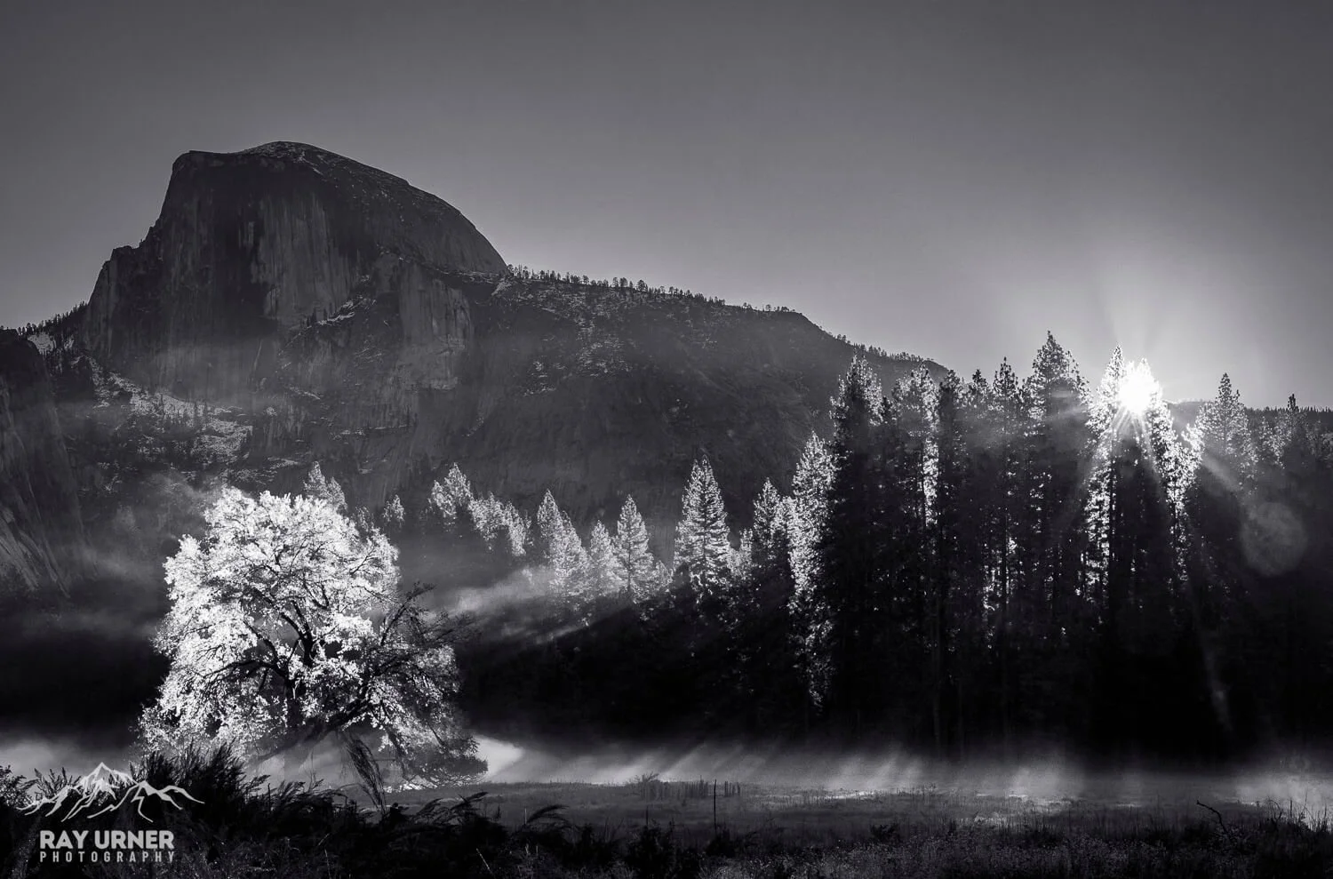Yosemite National Park in California - Sun rising near Half Dome, with an Oak Tree being illuminated by the sun