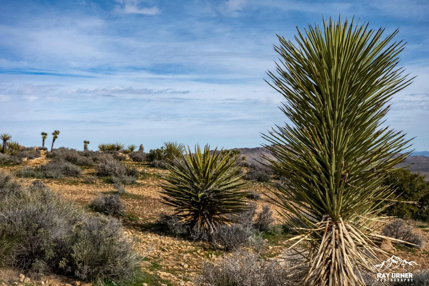 Joshua-Tree-Ryan-Mountain-018.jpg