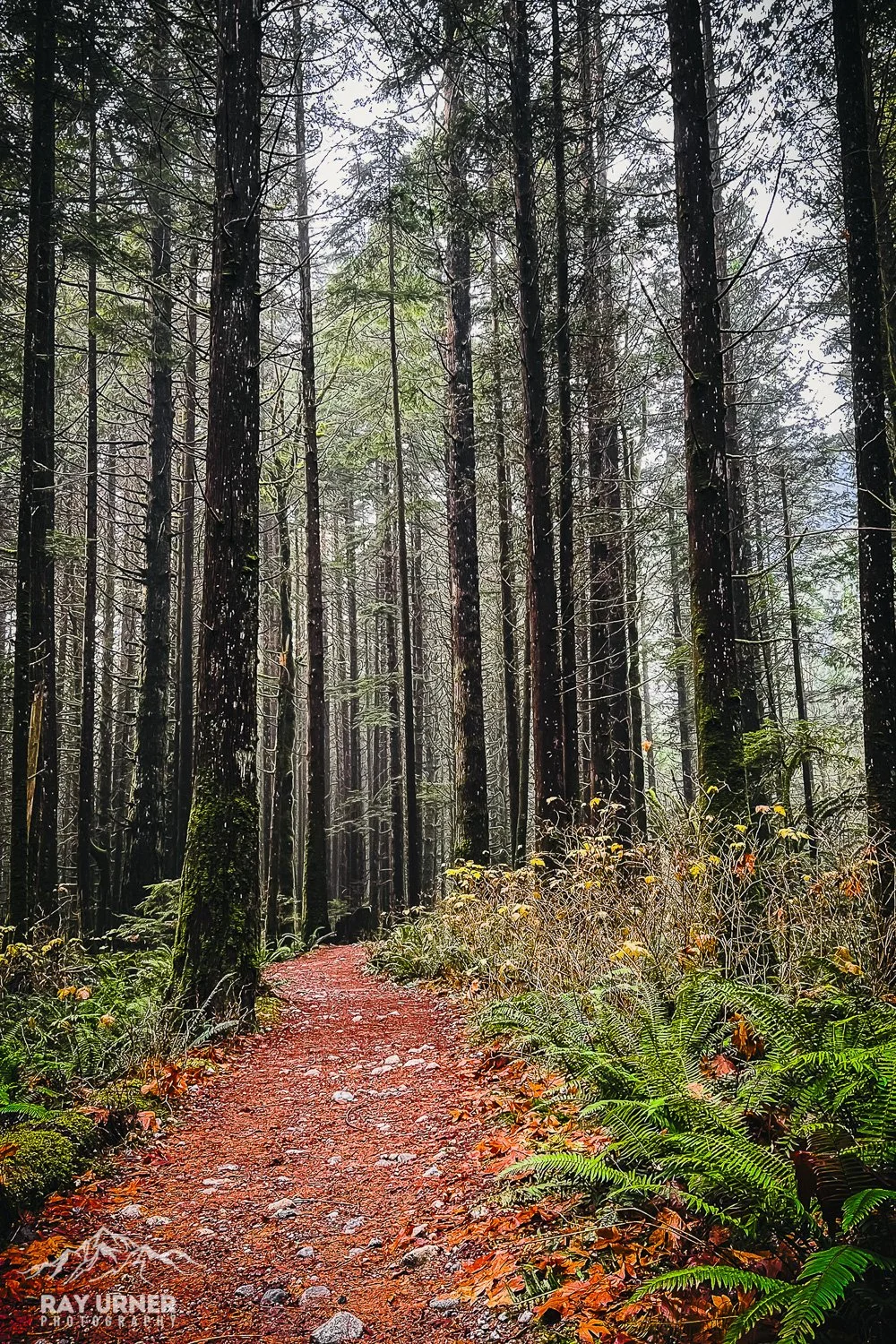 Golden Ears Park trail in the fall