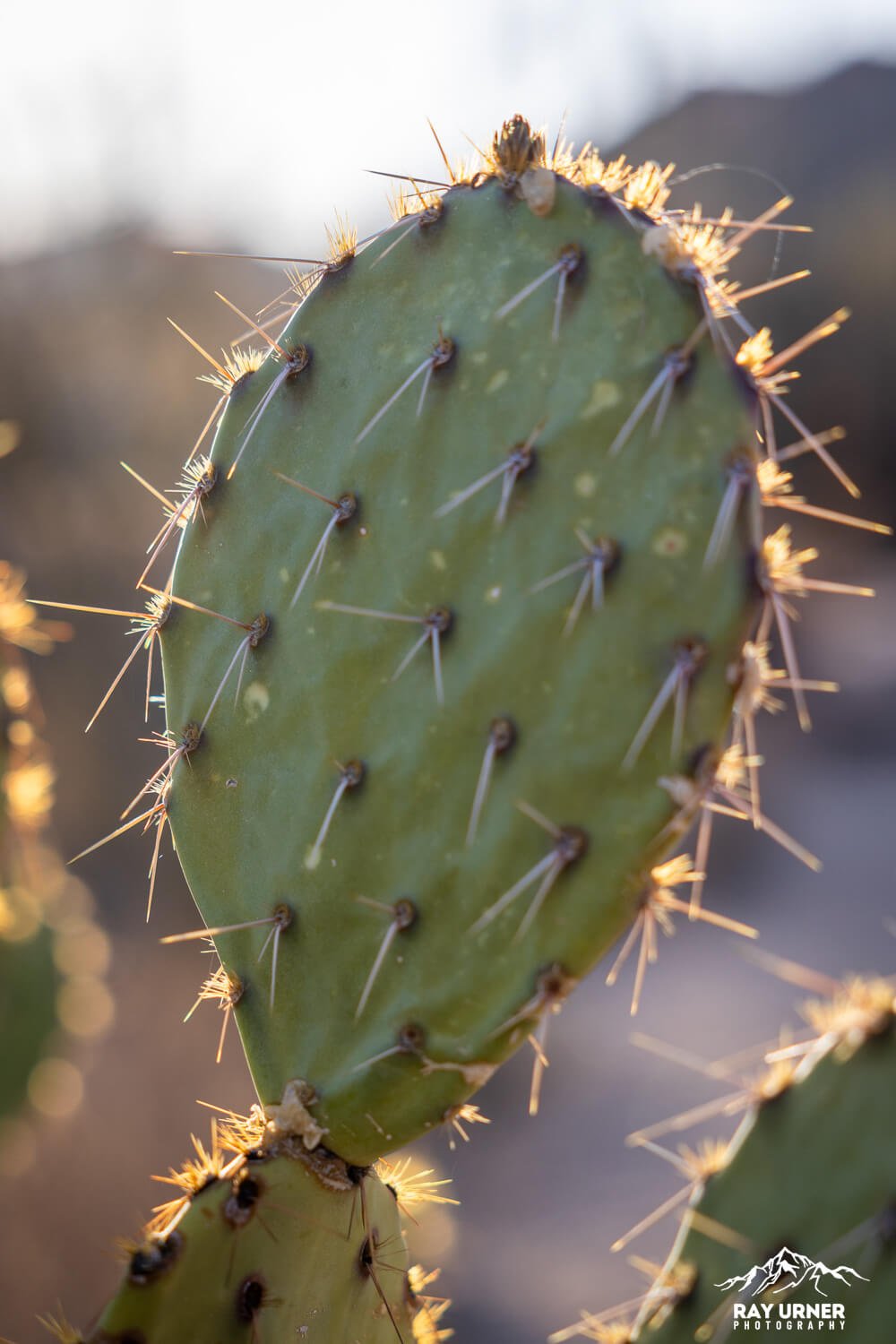 Saguaro-Valley-View-Overlook-Trail 014.jpg