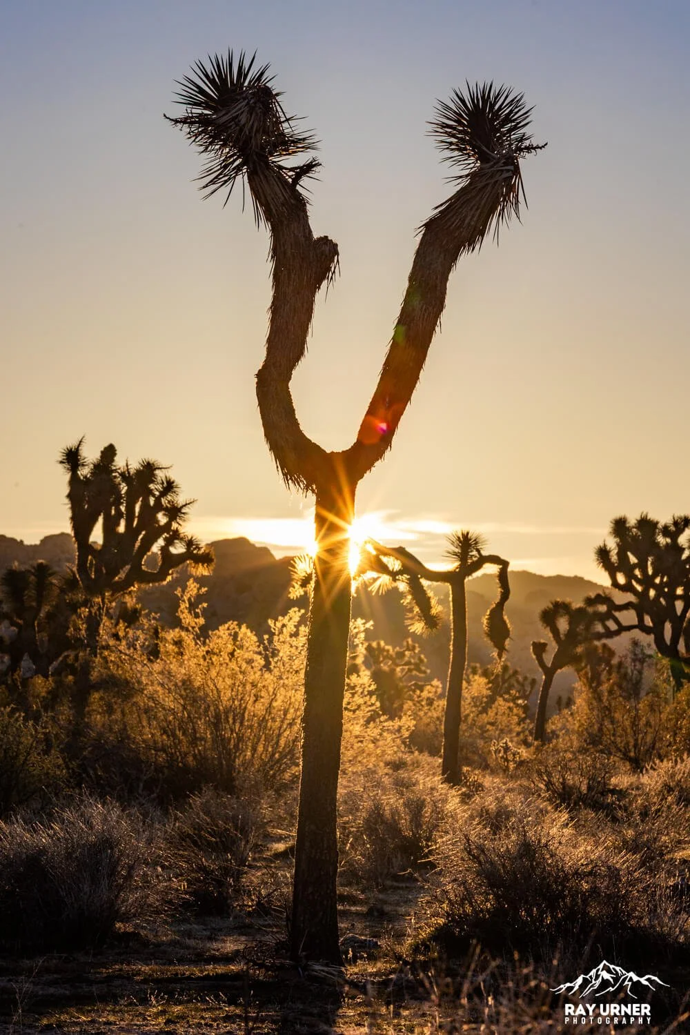 Joshua-Tree-Quail-Springs-027.jpg