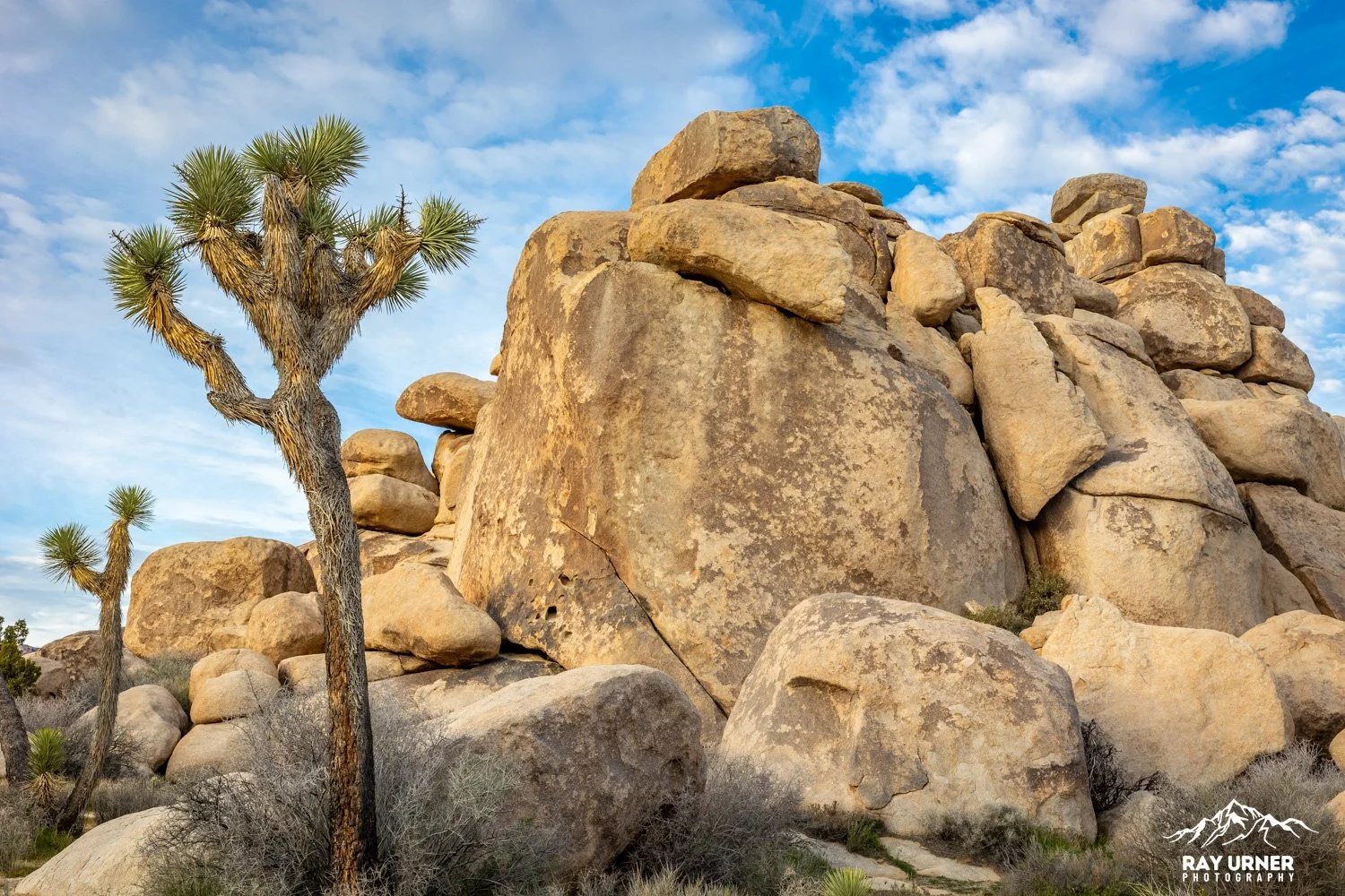 Joshua-Tree-Cap-Rock-010.jpg