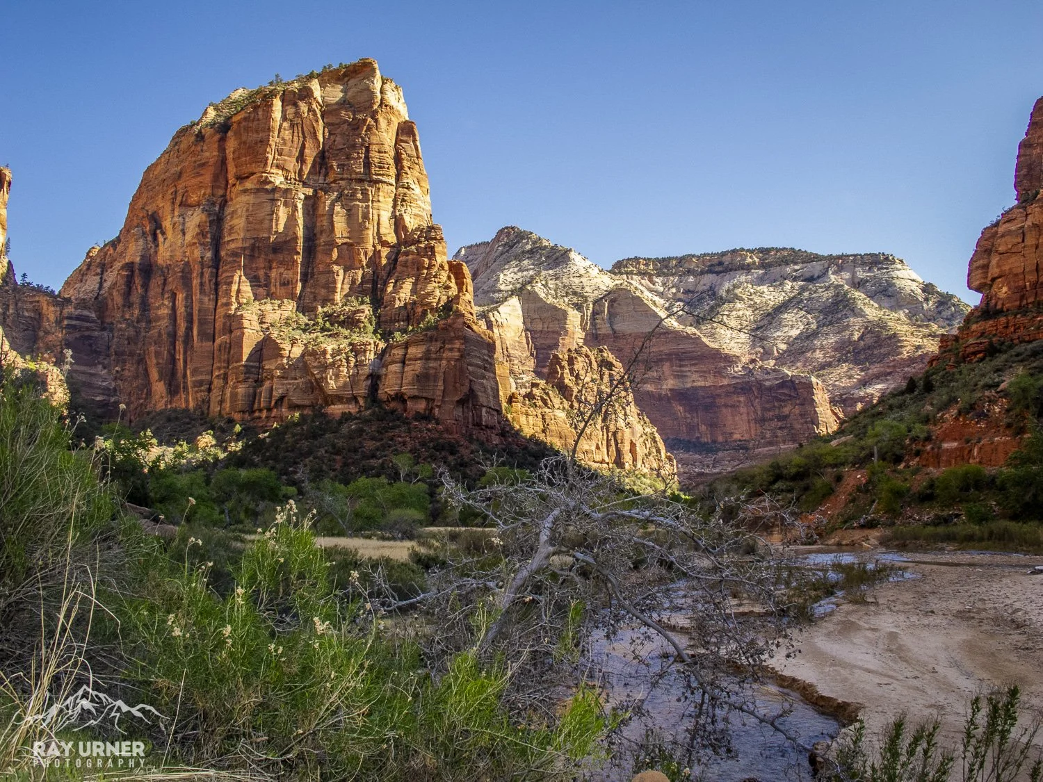 Landscape of Zion National Park with large red sandstone cliffs, green vegetation, and a dry riverbed in the foreground under a clear blue sky.