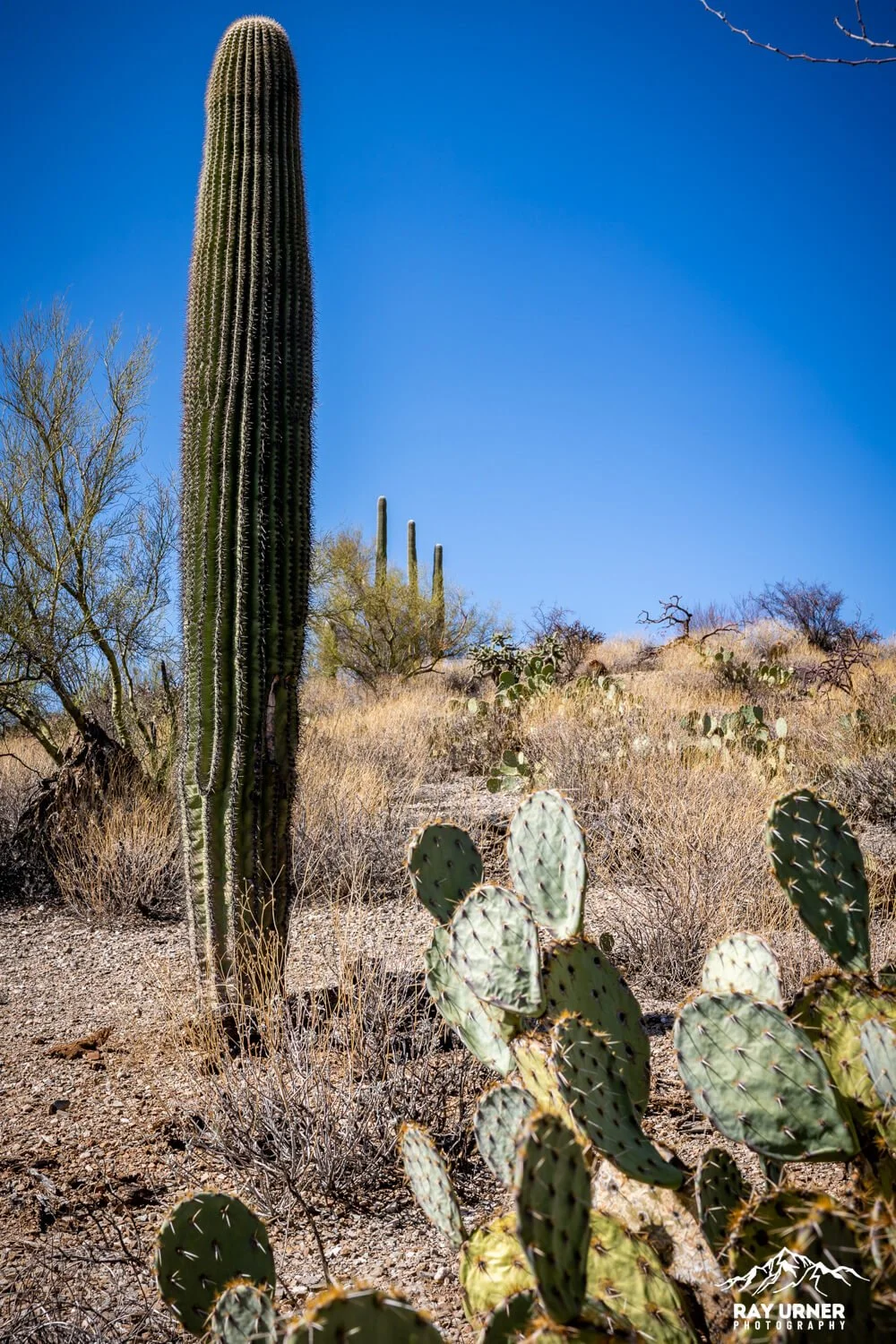 Future Generations Overlook