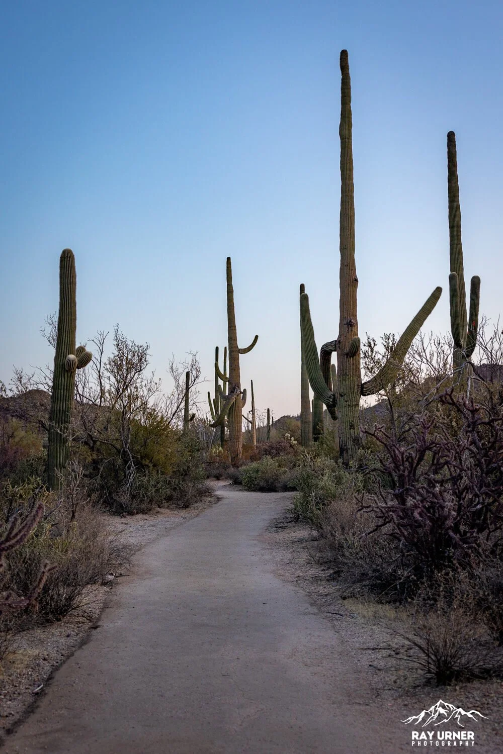 Saguaro-Desert-Discovery-Nature-Trail 006.jpg