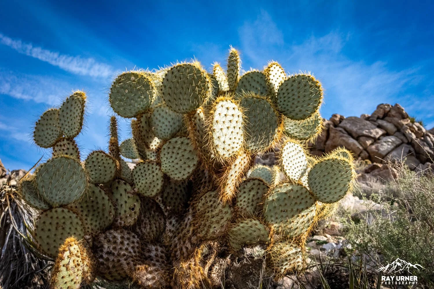 Joshua-Tree-Ryan-Mountain-008.jpg