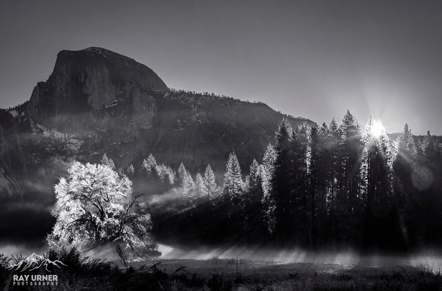 Black and white landscape of a mountain with trees, sunlight shining through pine trees, and a misty foreground.