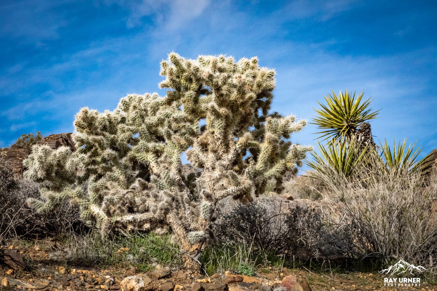 Joshua-Tree-Ryan-Mountain-013.jpg