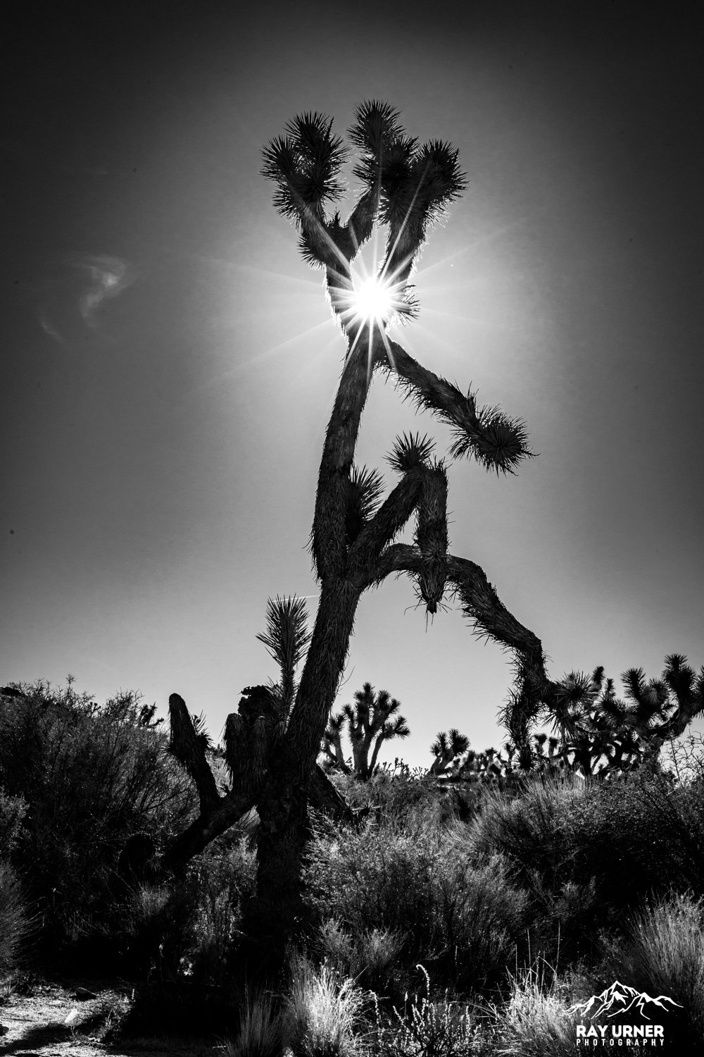 Joshua-Tree-Wall-Street-Mill-038.jpg