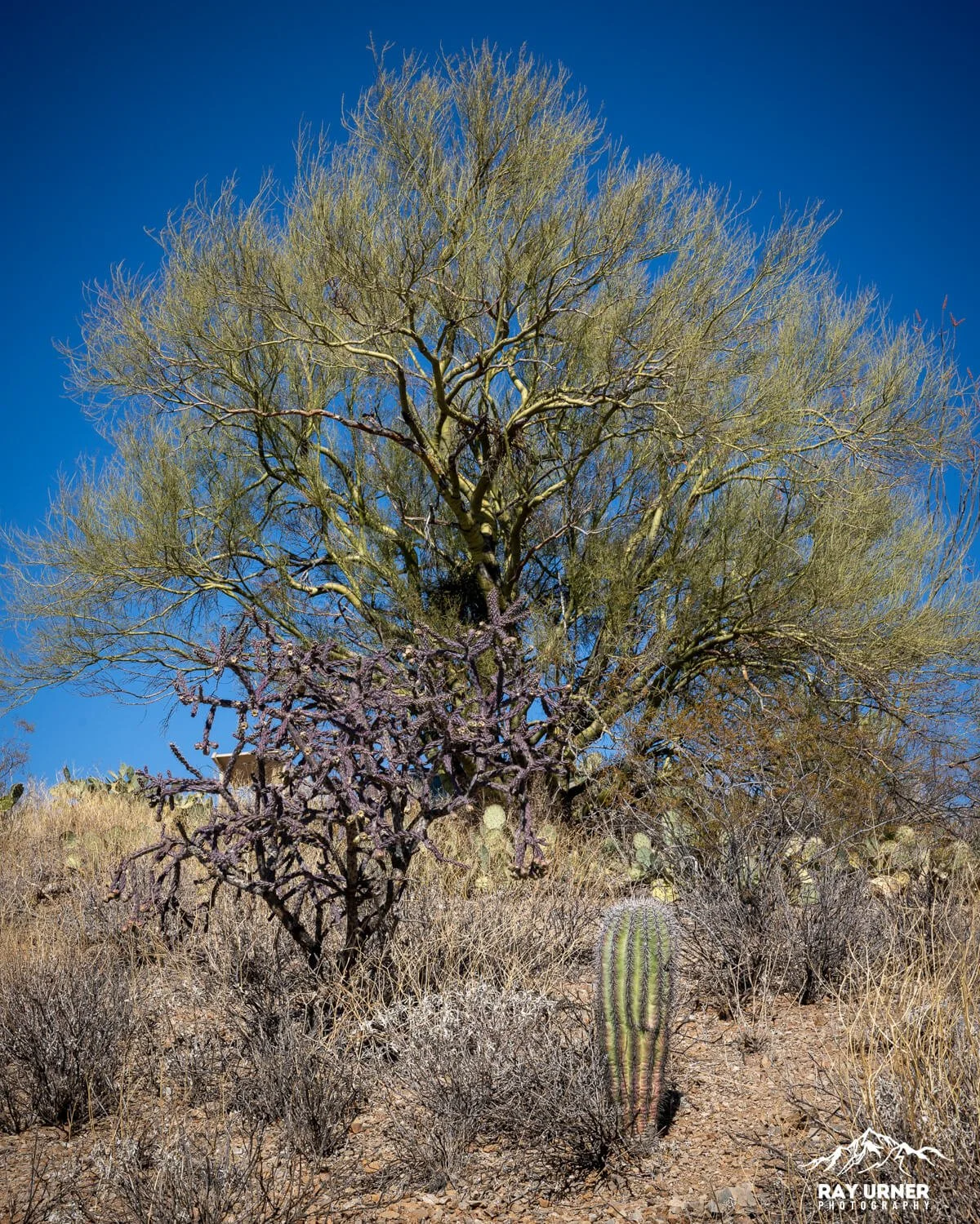 Saguaro-Sonoran-Desert-Overlook-004.jpg