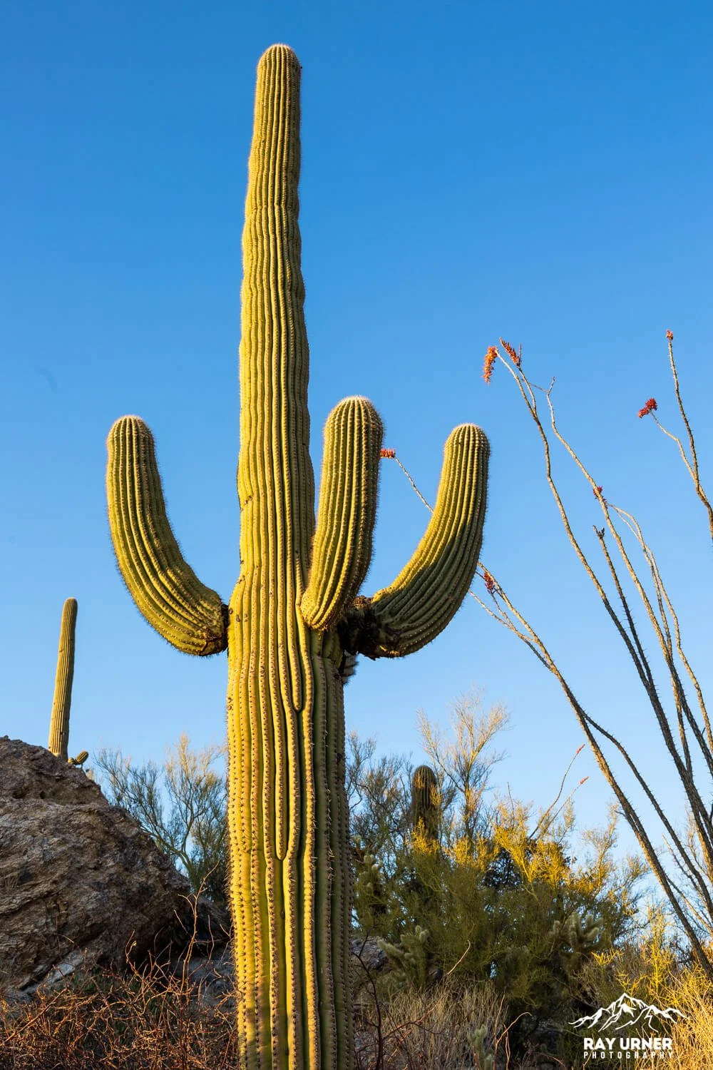 Saguaro-Javelina-Rocks-Overlook-012.jpg