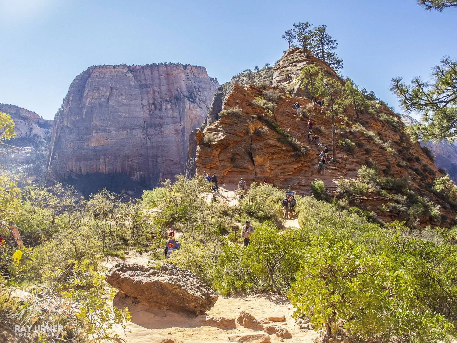 Hiking trail in Zion National Park with steep red rock cliffs, green shrubbery, and hikers climbing the trail on a sunny day.