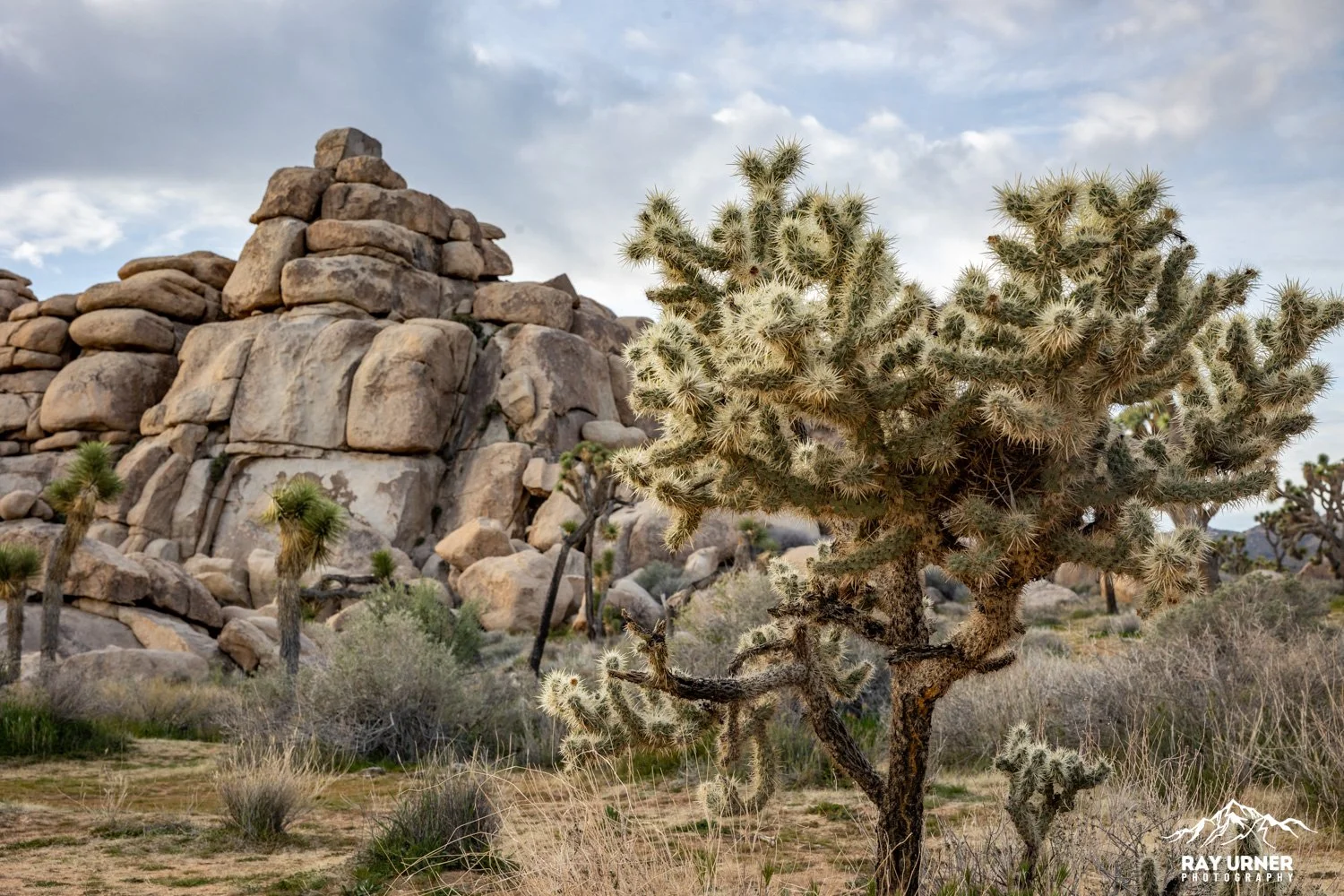 Joshua-Tree-Cap-Rock-005.jpg