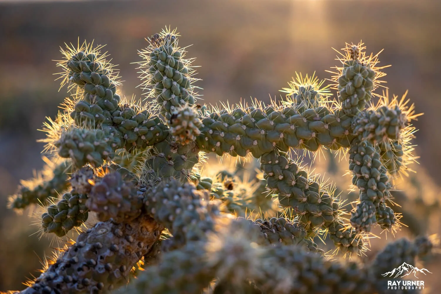 Saguaro-Javelina-Rocks-Overlook-016.jpg