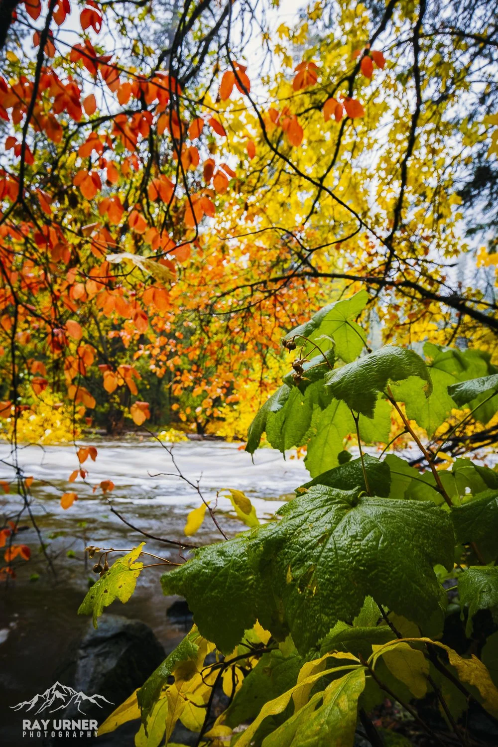 Foliage with green, yellow, and orange leaves near a flowing river, under a cloudy sky.