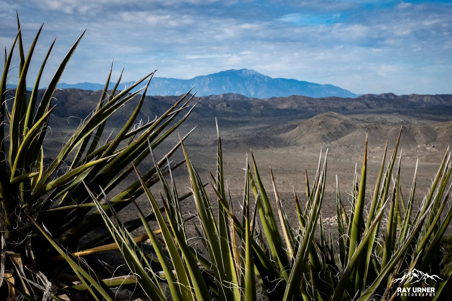 Joshua-Tree-Ryan-Mountain-016.jpg
