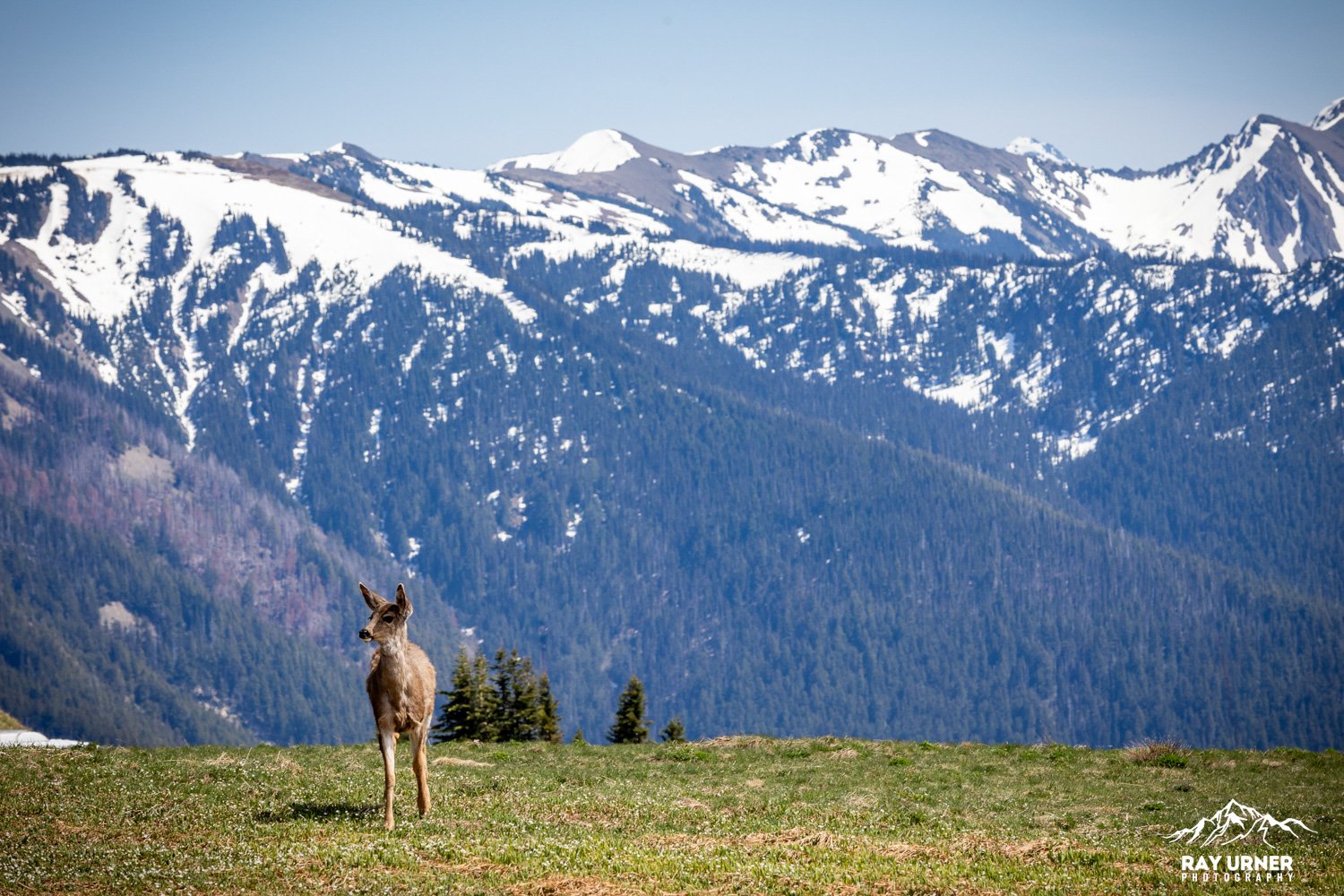 Hurricane-Ridge-Olympic-012.jpg