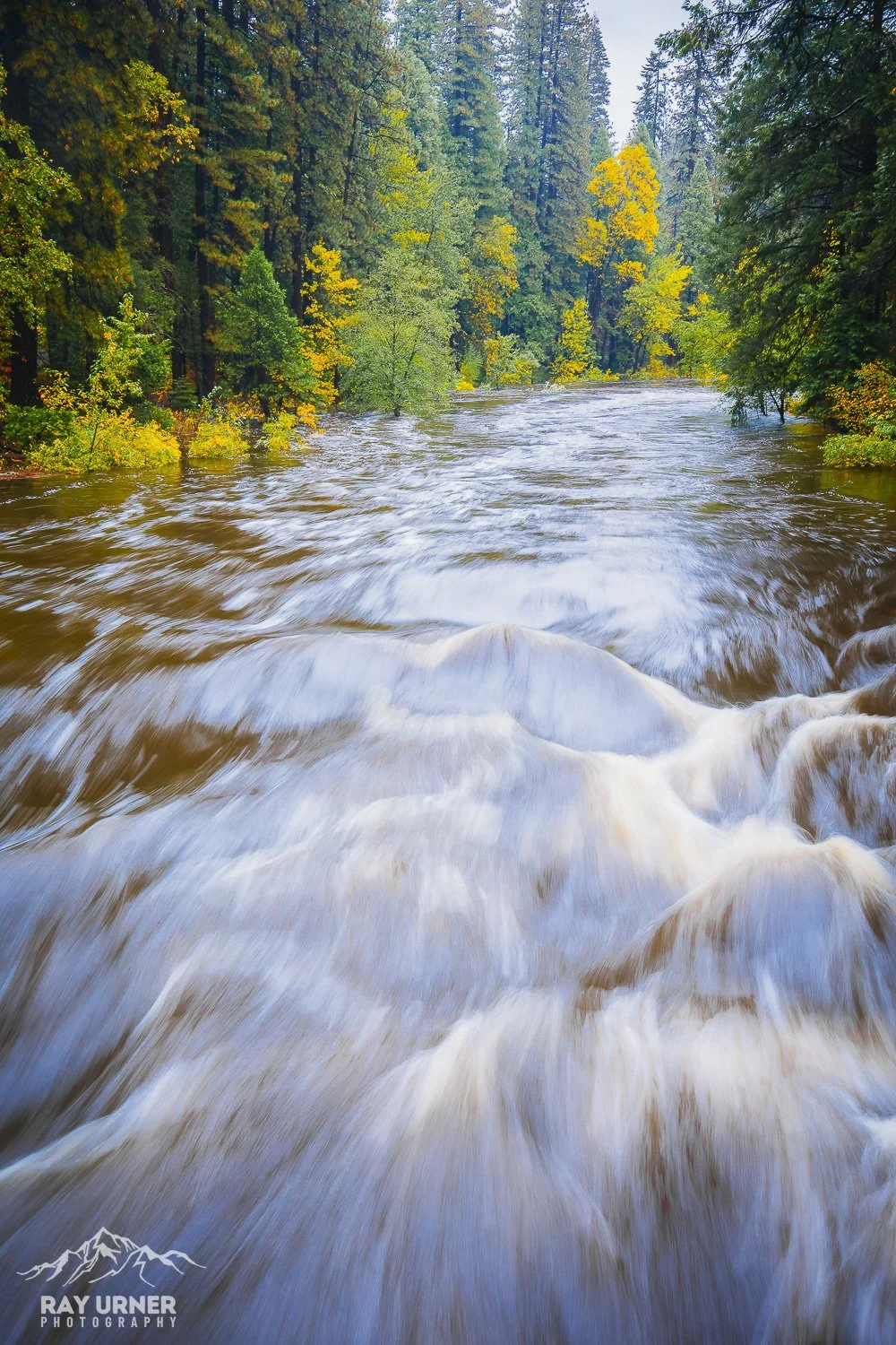 A forested river scene with trees showing early fall colors, flowing water in the foreground, and mountains and sky visible in the distance.