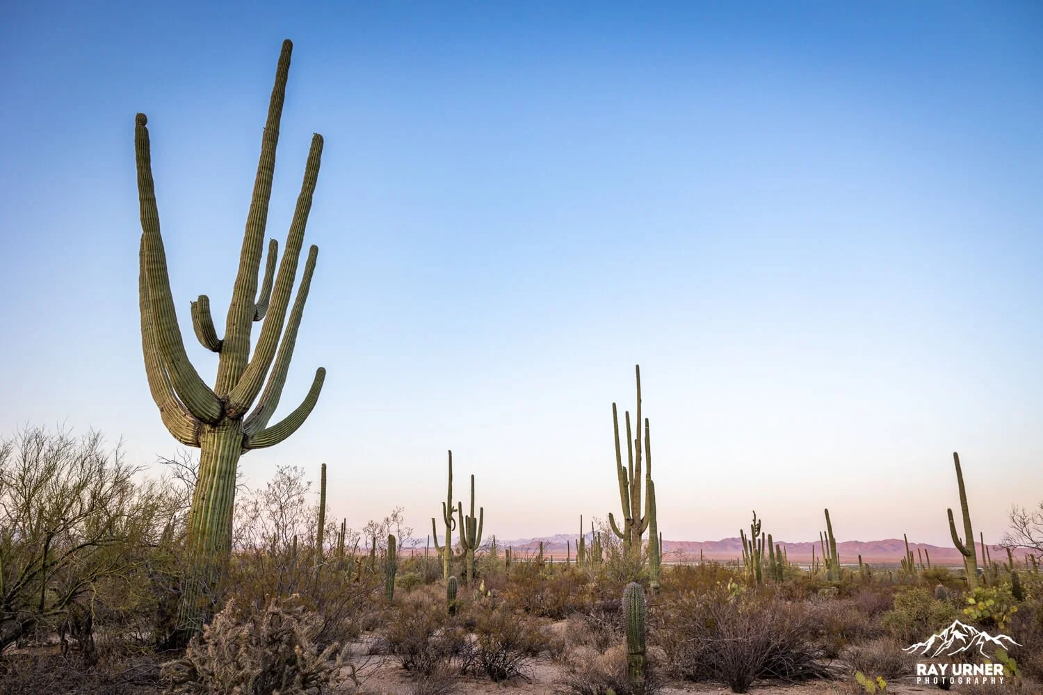 Saguaro-Desert-Discovery-Nature-Trail 016.jpg