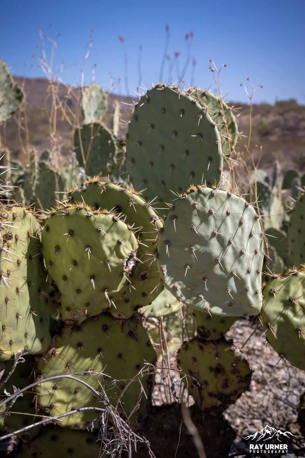 Saguaro-Future-Generations-Overlook-001.jpg