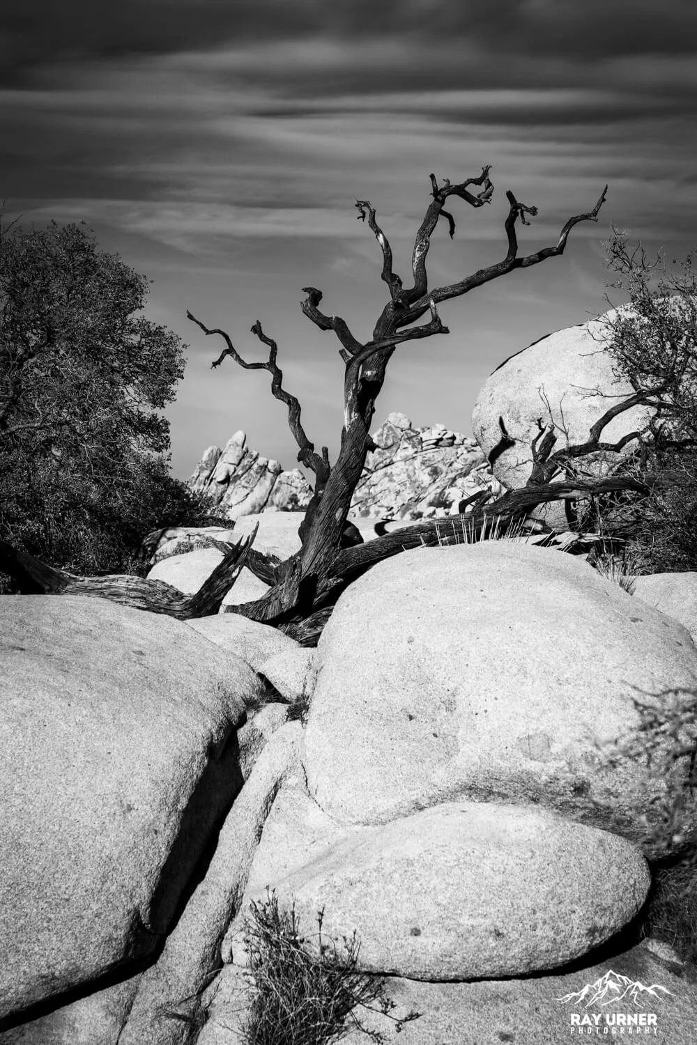 Joshua-Tree-Hidden-Valley-014.jpg