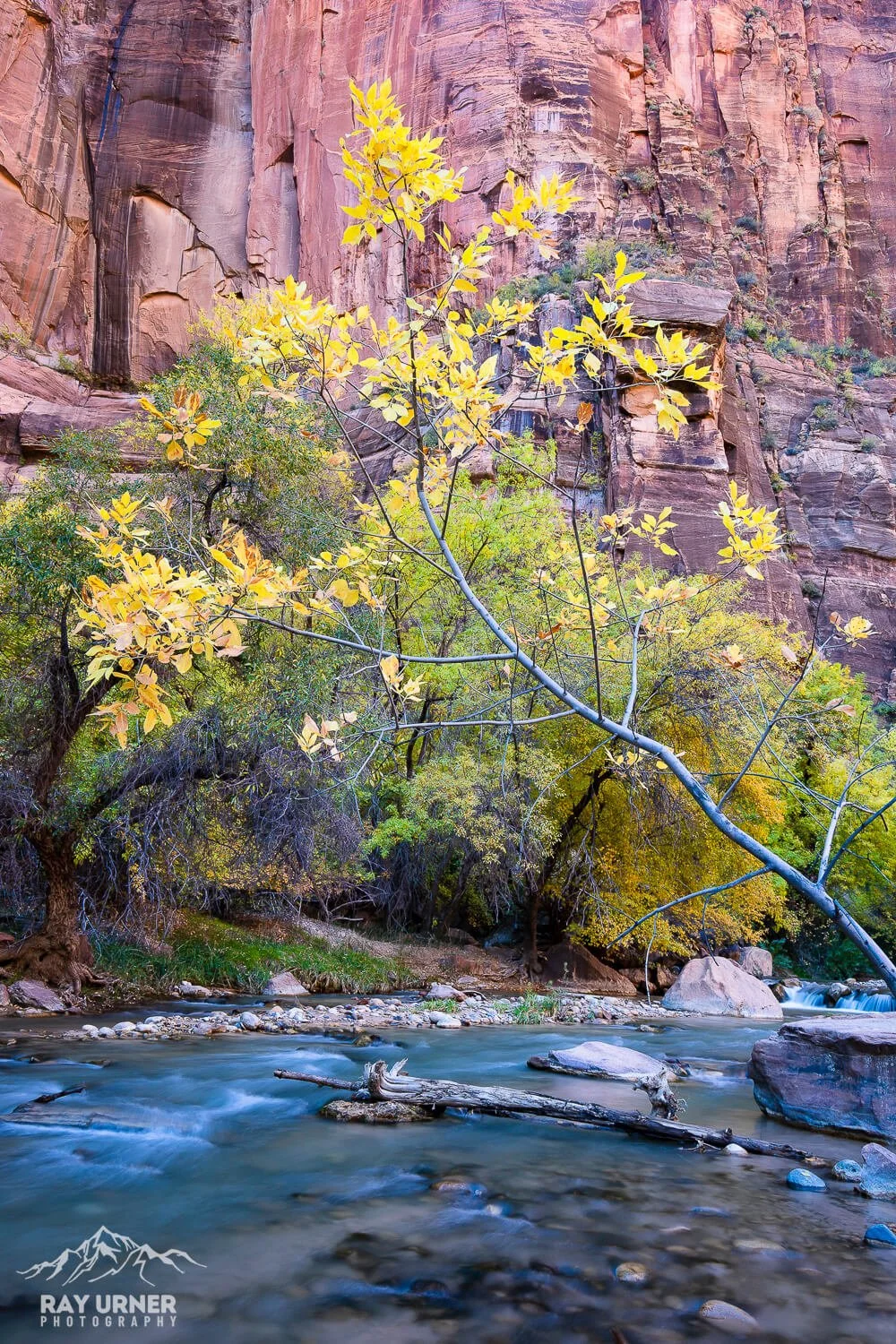 Zion National Park in Utah - Fall colors at The Temple of Sinawava