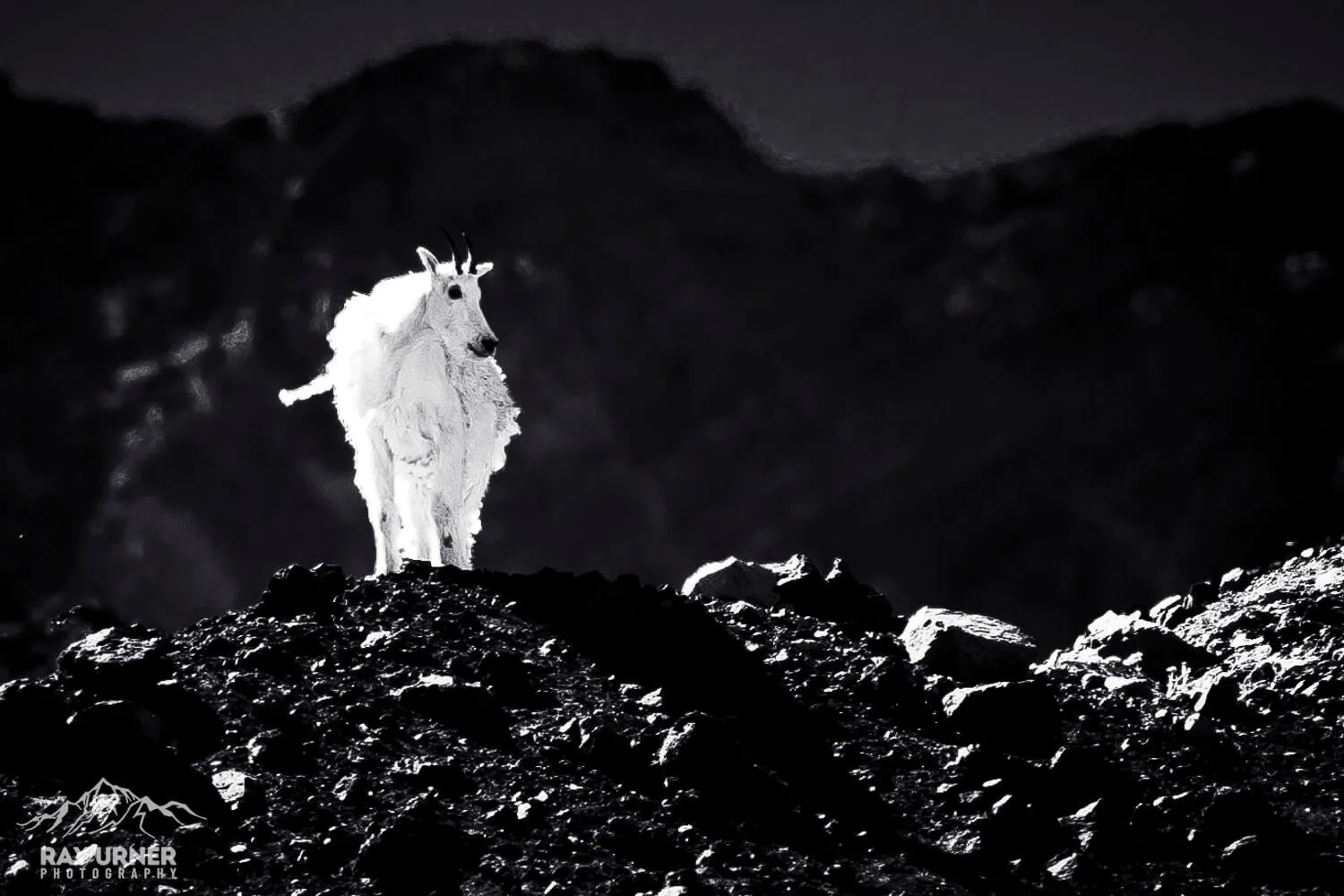 Mountain Goat on Mt. St. Helens