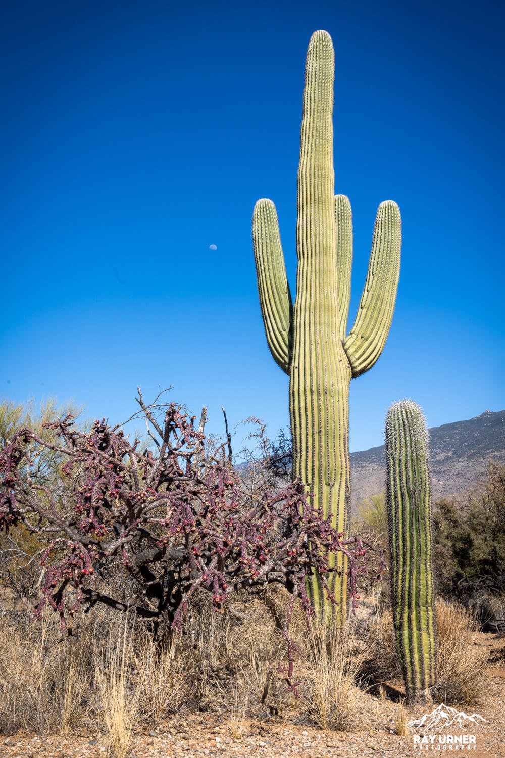 Saguaro-Mica-View-Picnic-Area-005.jpg