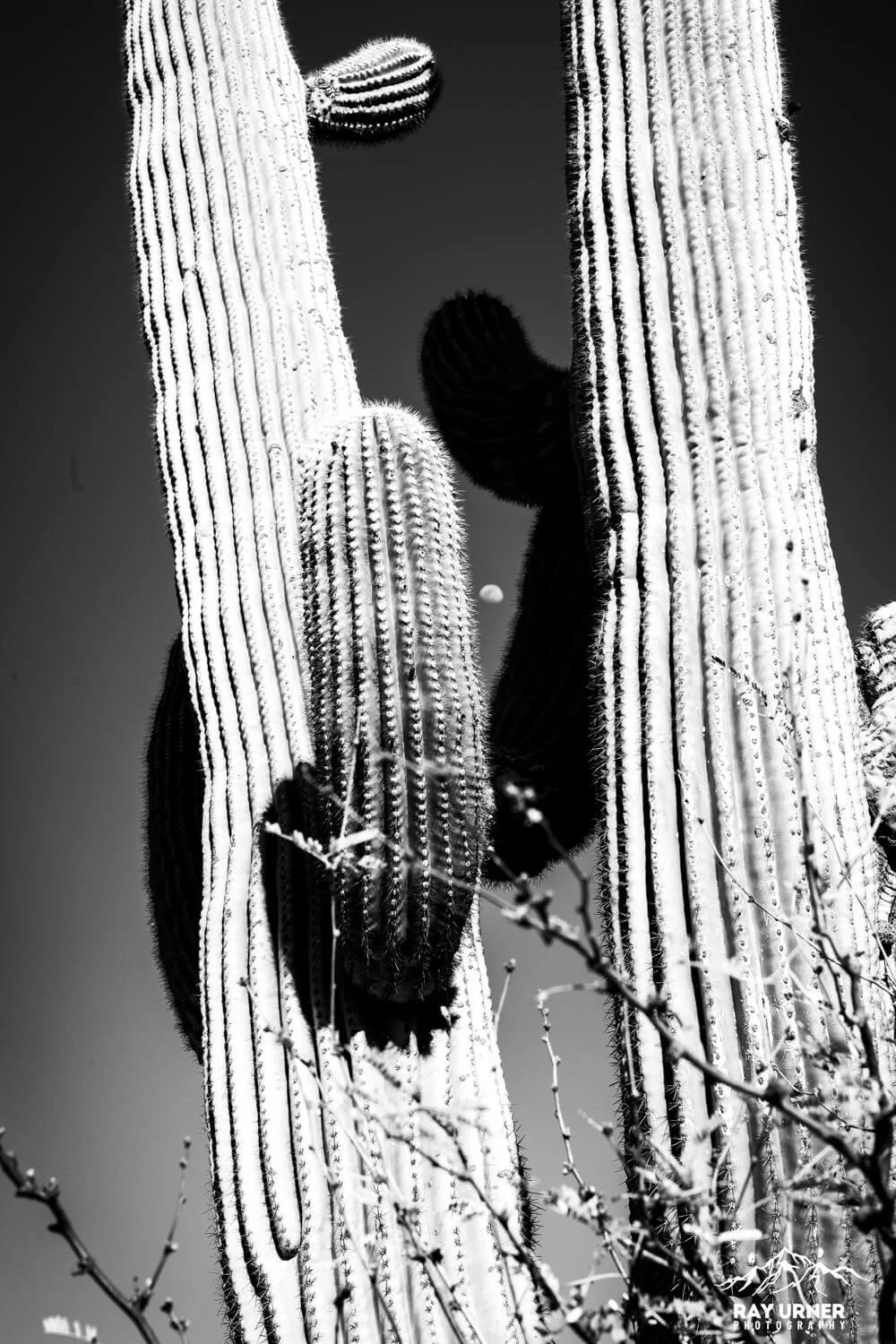 Saguaro-Desert-Ecology-Trail-006.jpg
