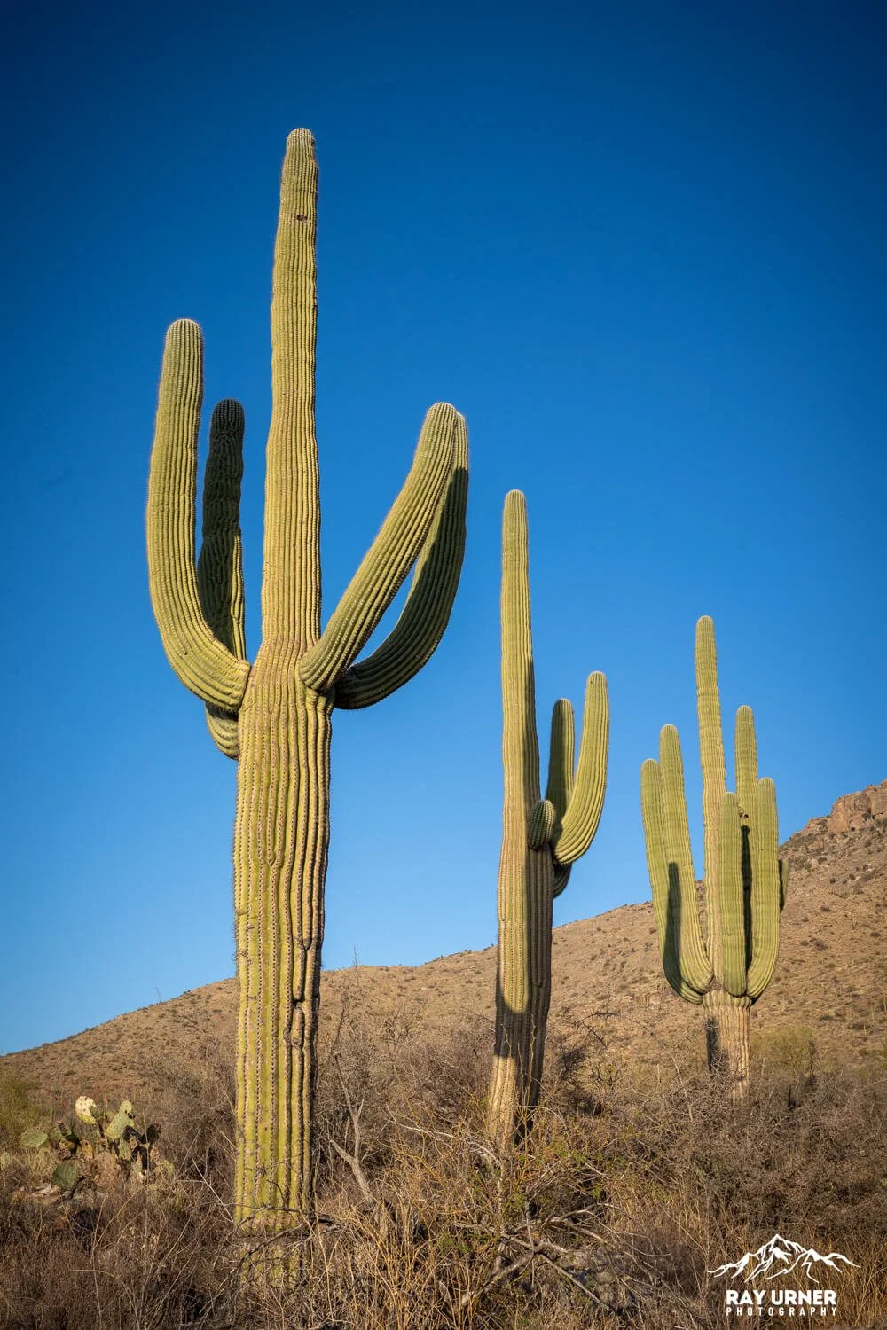 Saguaro-Rincon-Mountains-Overlook-008.jpg