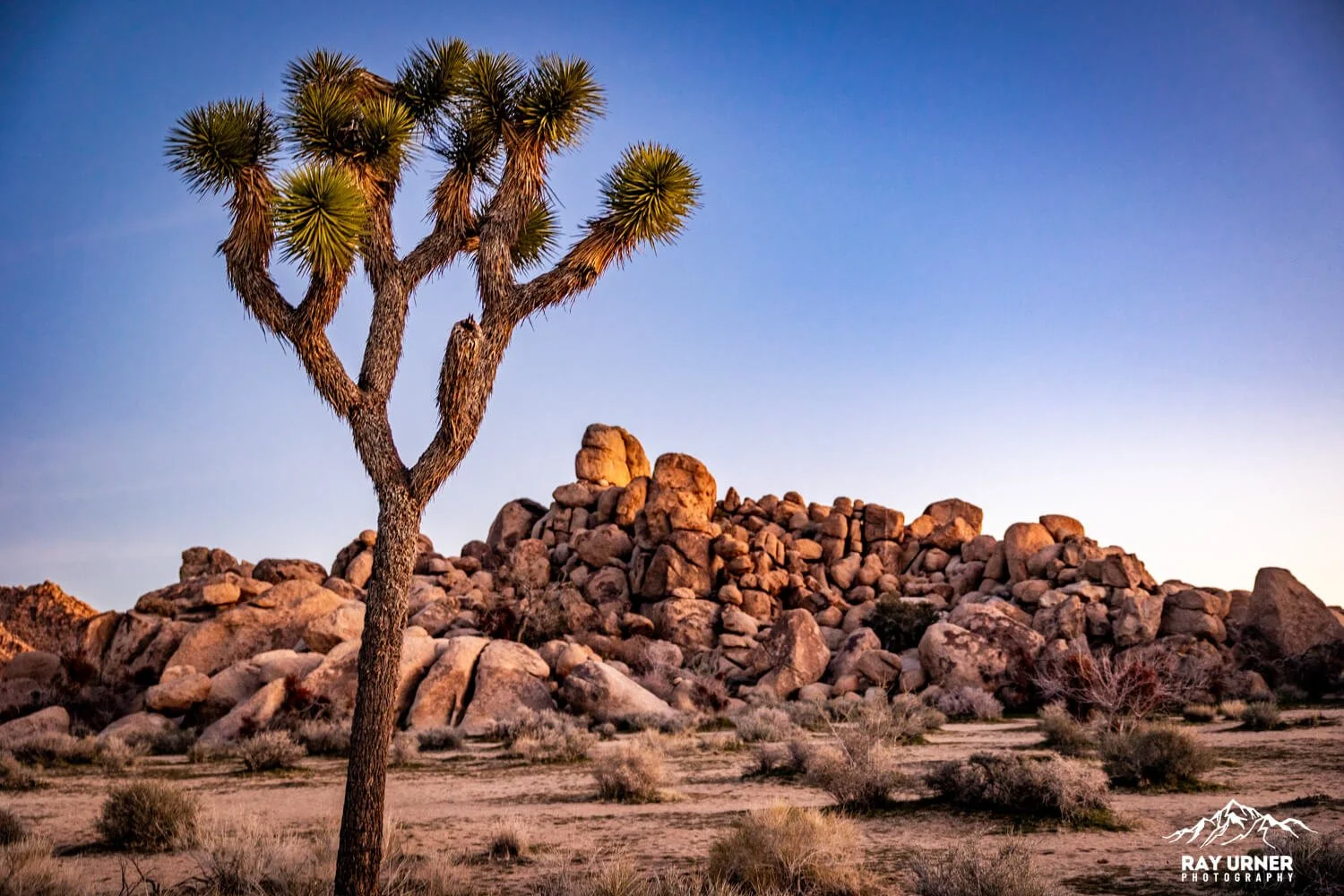 Joshua-Tree-Quail-Springs-008.jpg