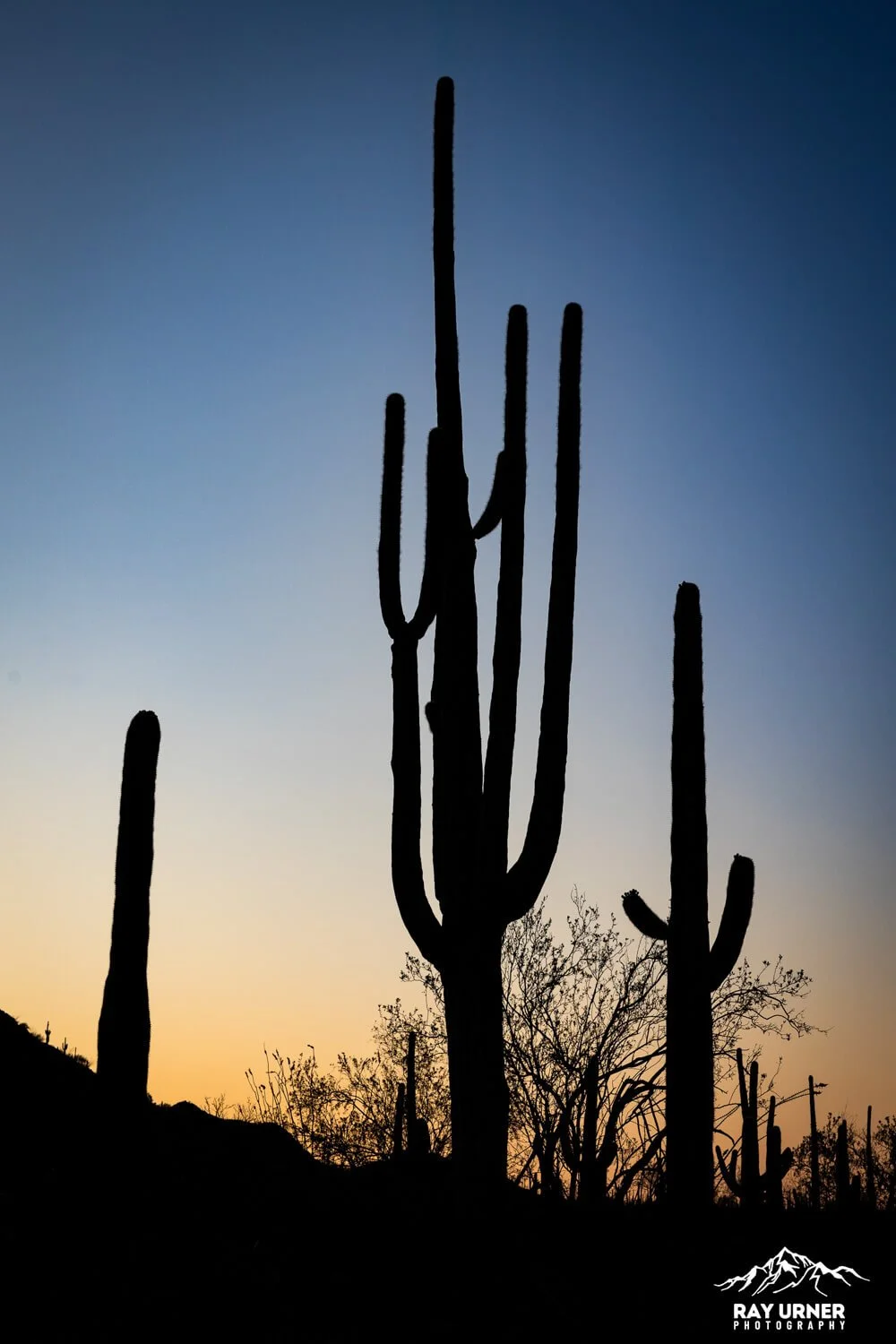 Saguaro-Desert-Discovery-Nature-Trail 015.jpg