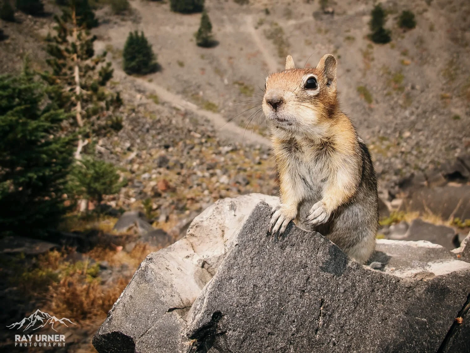 Golden Mantled Ground Squirrel at Crater Lake National Park