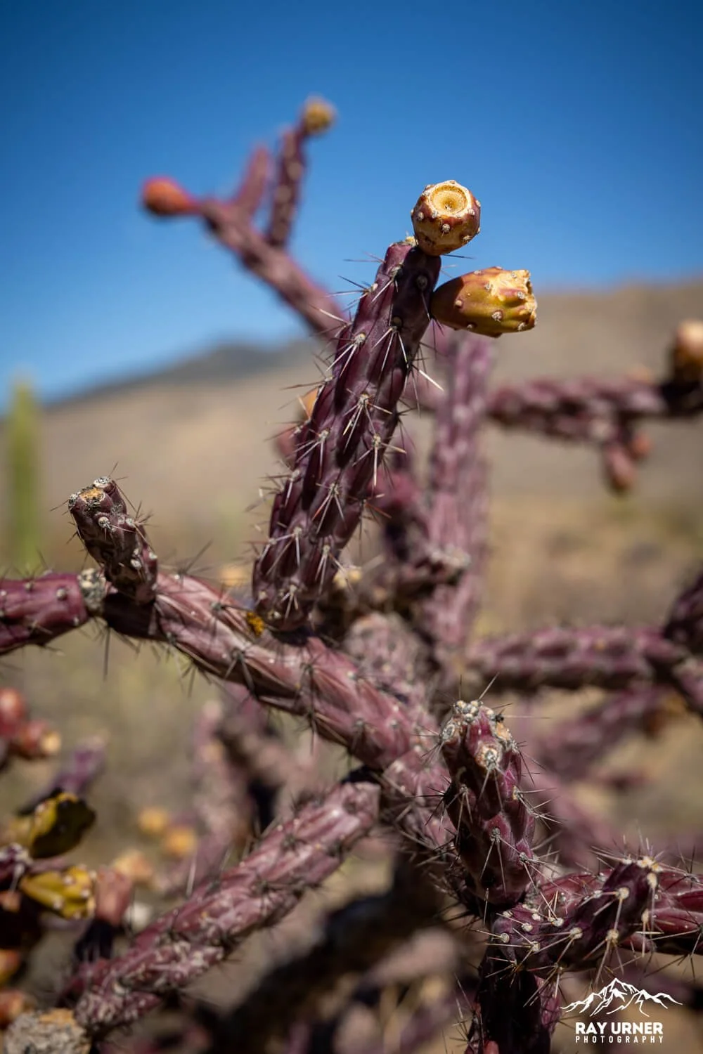 Saguaro-Future-Generations-Overlook-014.jpg