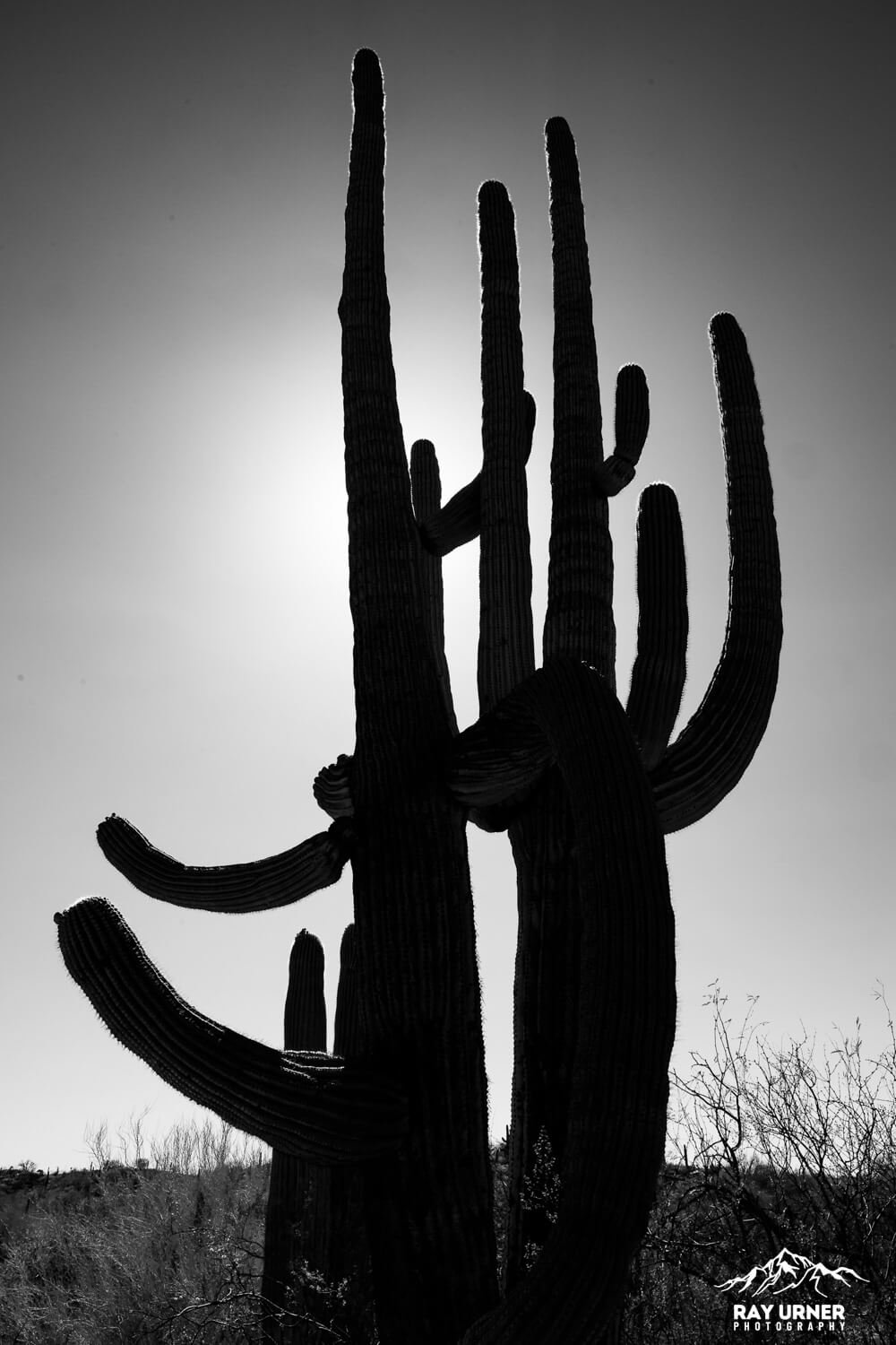 Saguaro-Sonoran-Desert-Overlook-007.jpg
