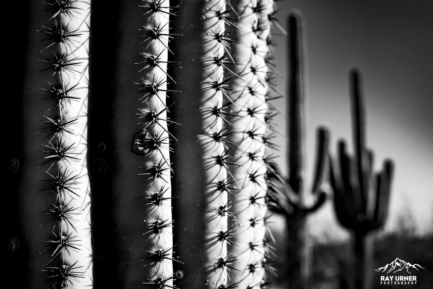 Saguaro-Mica-View-Picnic-Area-020.jpg