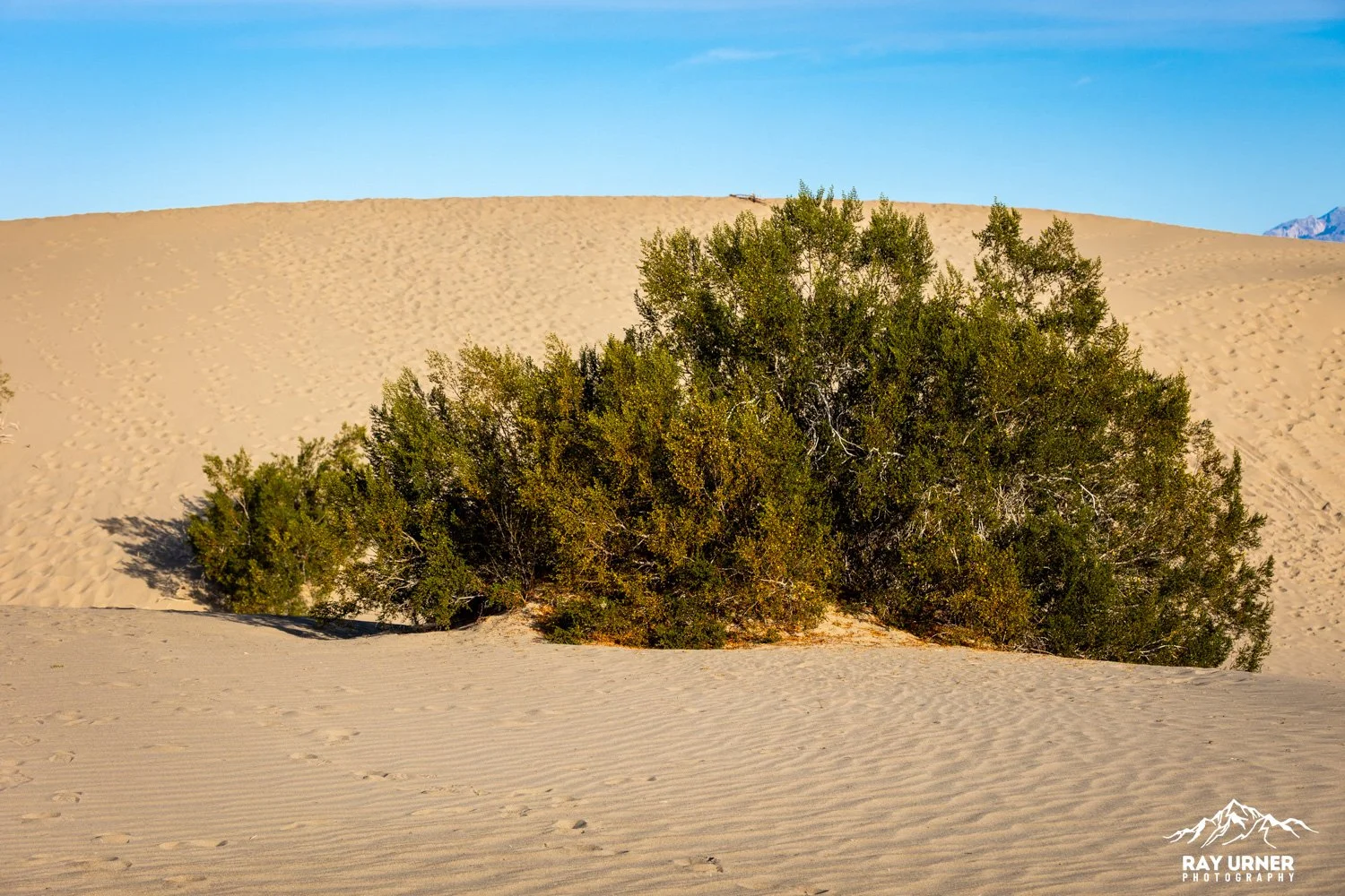 Death-Valley-Mesquite-Sand-Dunes-Sunrise-104.jpg