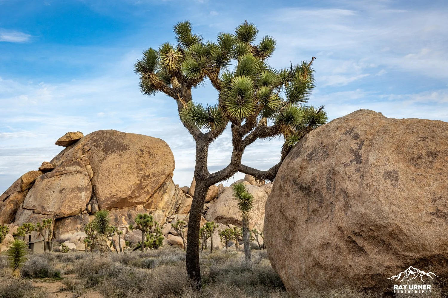 Joshua-Tree-Cap-Rock-006.jpg