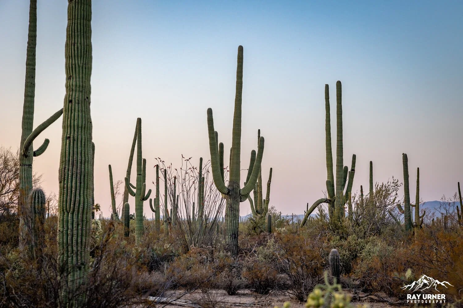 Saguaro-Desert-Discovery-Nature-Trail 009.jpg
