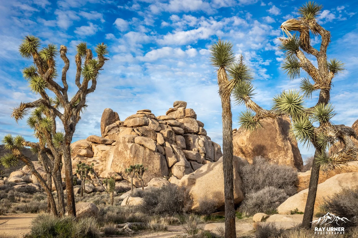 Joshua-Tree-Cap-Rock-011.jpg