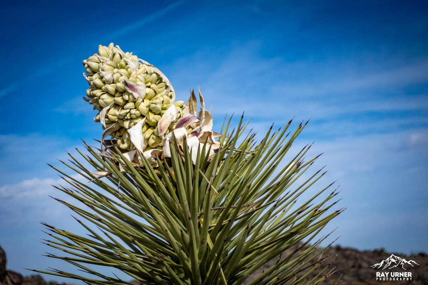 Joshua-Tree-Ryan-Mountain-024.jpg