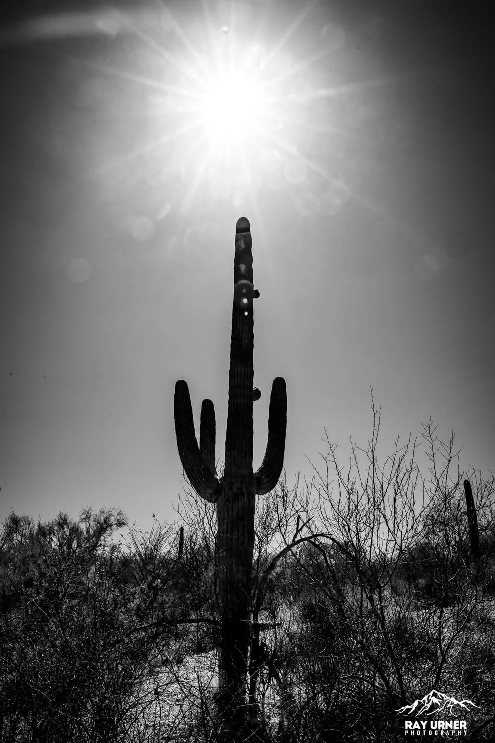 Saguaro-Future-Generations-Overlook-007.jpg